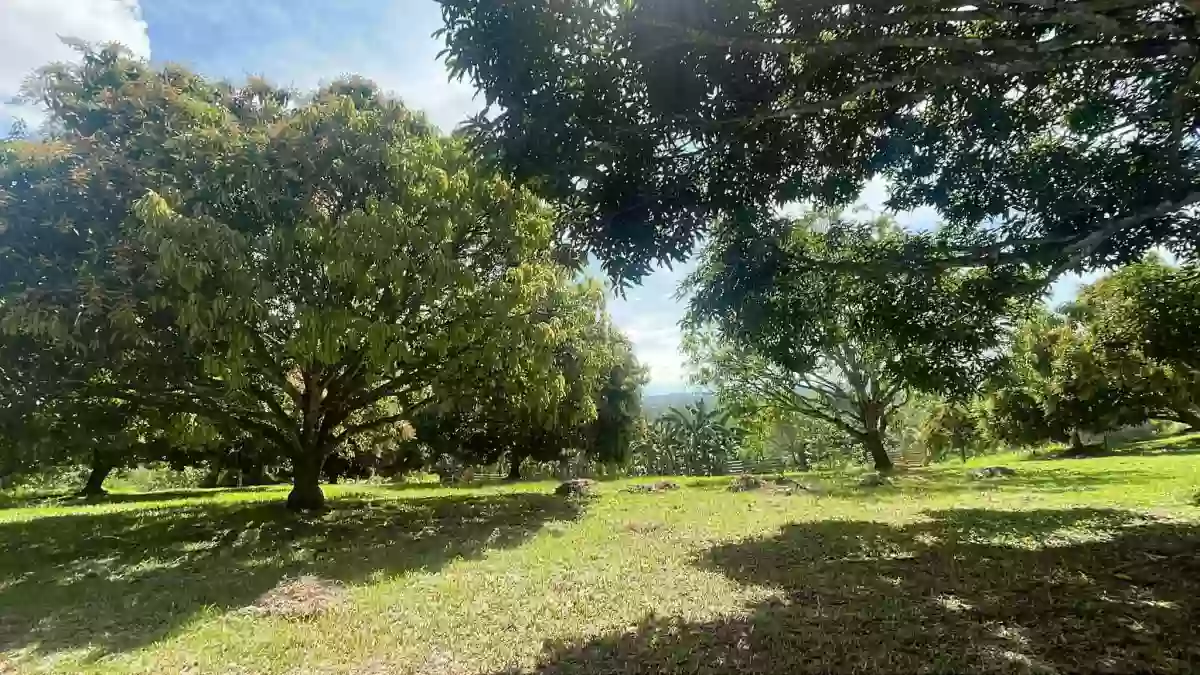 PRIME 1-HECTARE LOT FOR SALE IN PAHIRON, LUMBIA! — Agricultural Lot in Cagayan de Oro City, Misamis Oriental, 9000 — Photo 5