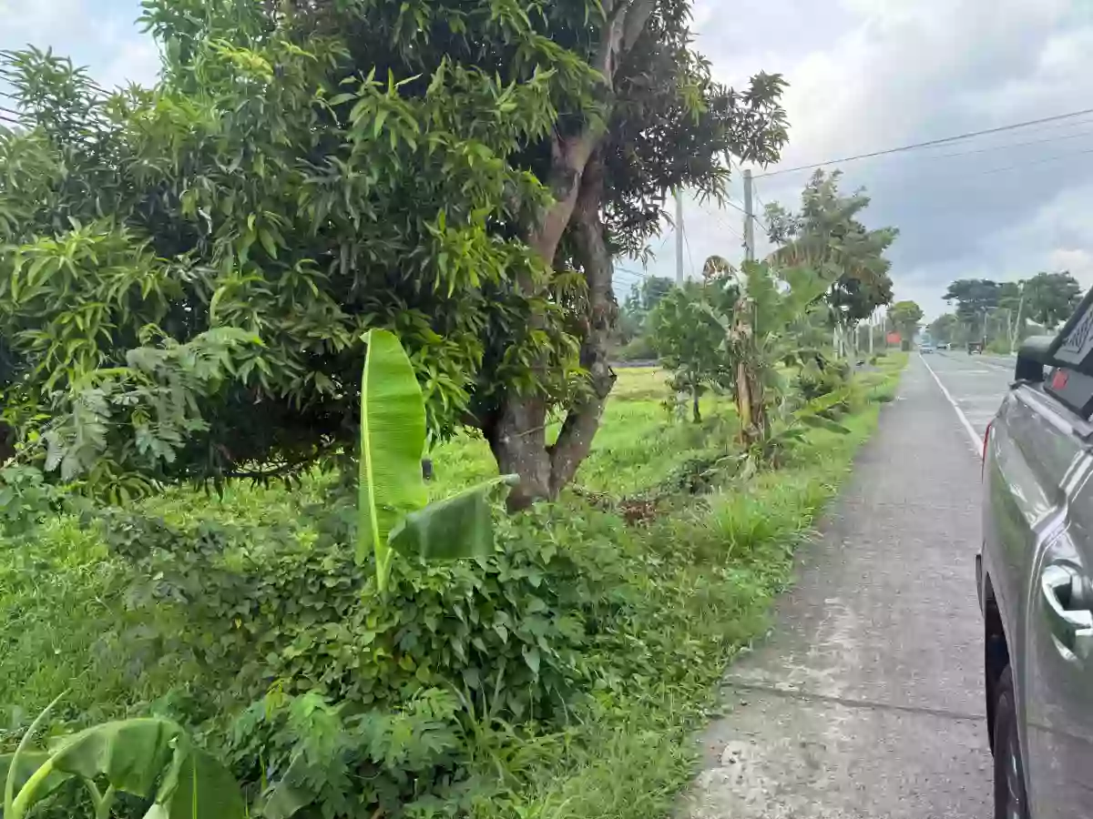LOT for SALE 2,000 SQM along National Road boundary of Pili & Ocampo — Residential Lot in Pili, Camarines Sur, 4418 — Photo 5