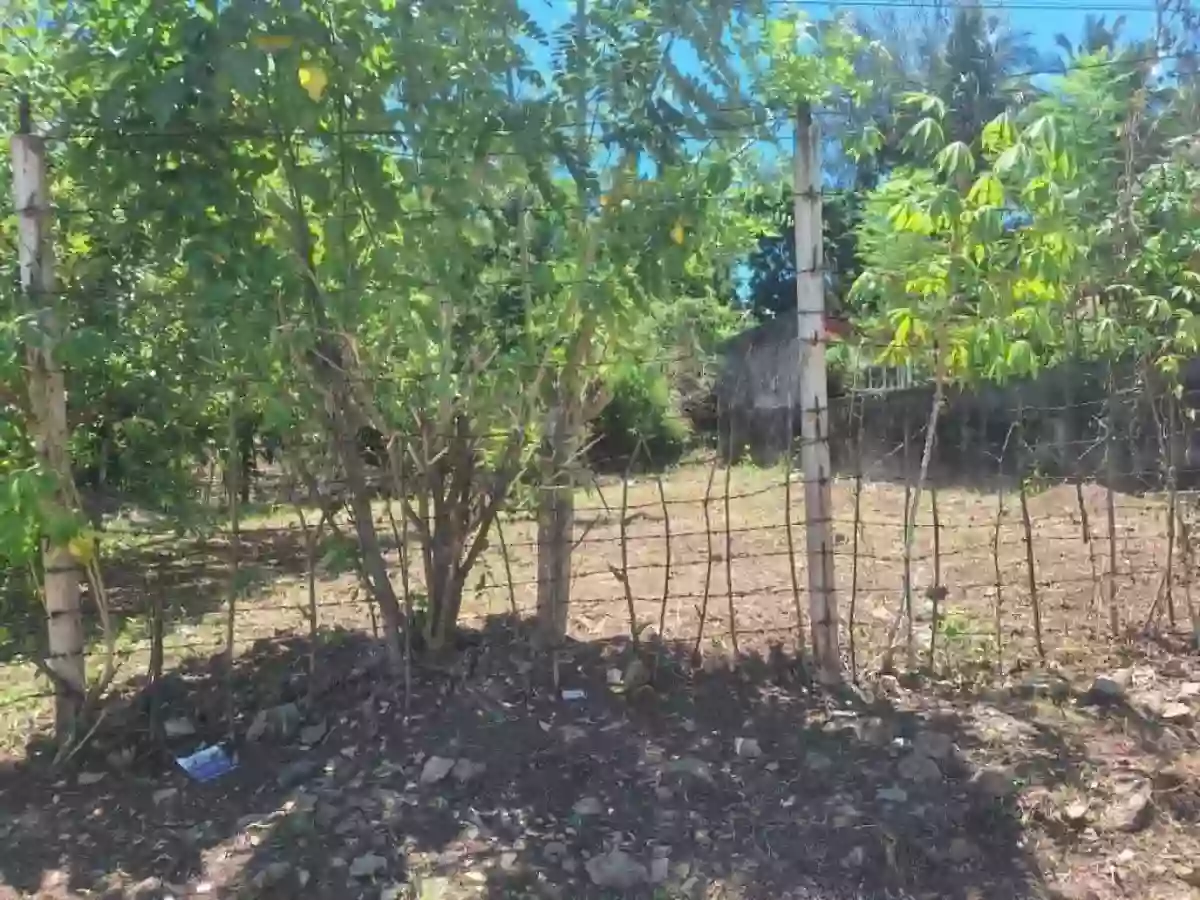 Lot For Sale here in Palestina Pili