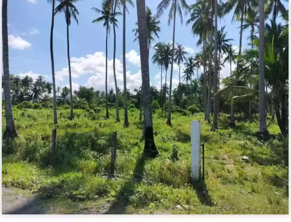 Rush Sale: Beach Lot Near Long Beach, San Vicente — Beachfront — Beach Lot in San Vicente, Palawan, 5309 — Photo 4