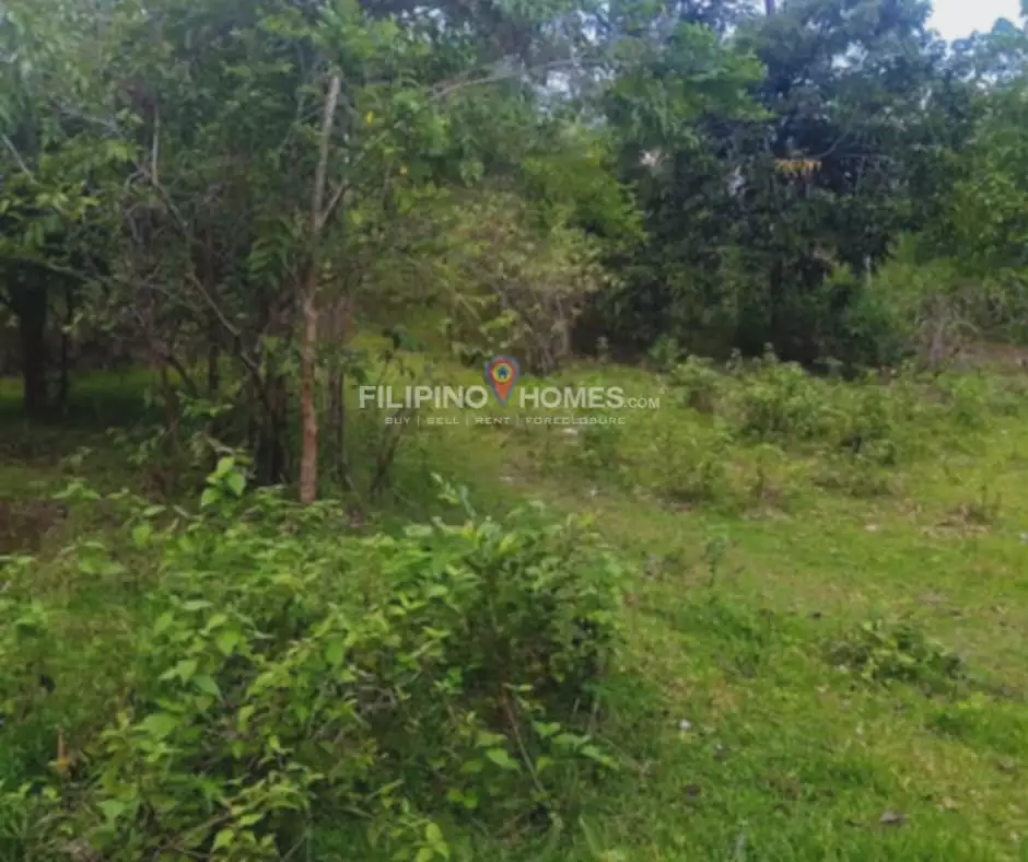 For Sale: Agricultural Lot in Kimarayang, Pigkawayan — 13112 sqm — Agricultural Lot in Kimarayang, Pigkawayan, Cotabato — Photo 5