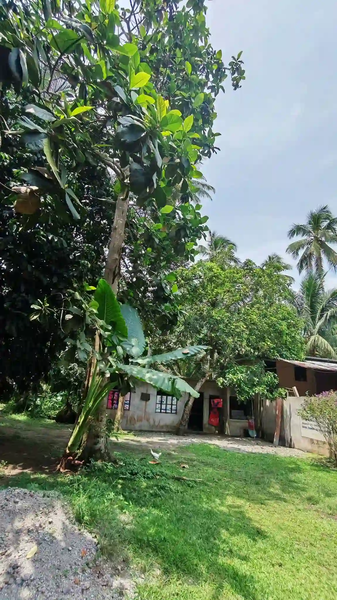 Open photo 15 of 25 — For Sale: Agricultural Lot in Polonuling, Tupi — 20000 sqm