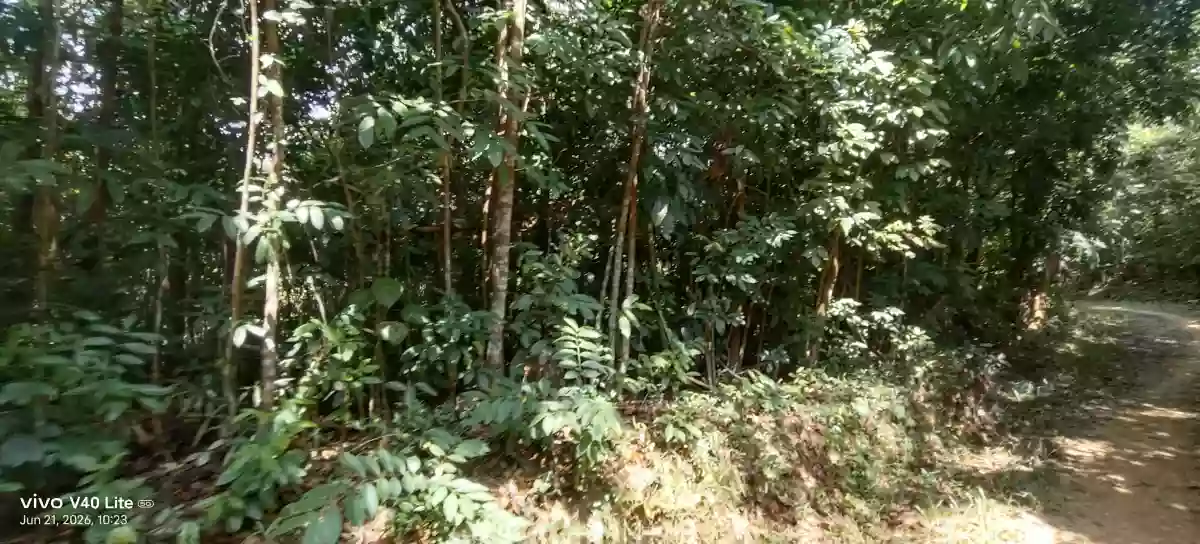 Rush Sale: 17 Hectares Agricultural Lot in New Cuyo, Roxas, Palawan — Agricultural Lot in Roxas, Palawan, 5308 — Photo 6