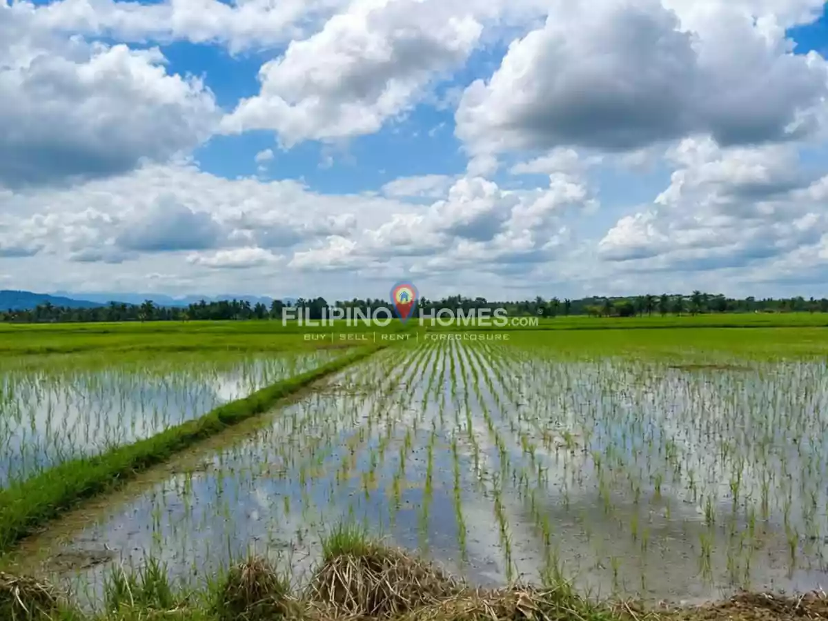 For Sale: Agricultural Lot in Gumaga, Libungan — 17217 sqm — Agricultural Lot in Libungan, Cotabato, 9411 — Photo 3
