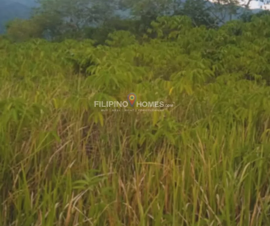 For Sale: Agricultural Lot in Kimarayang, Pigkawayan — 13112 sqm — Agricultural Lot in Kimarayang, Pigkawayan, Cotabato — Photo 3