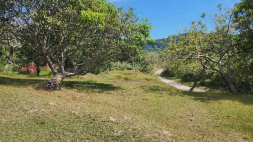 For Sale: 2-Hectare Ocean-View Property – Ideal Investment - photo 3