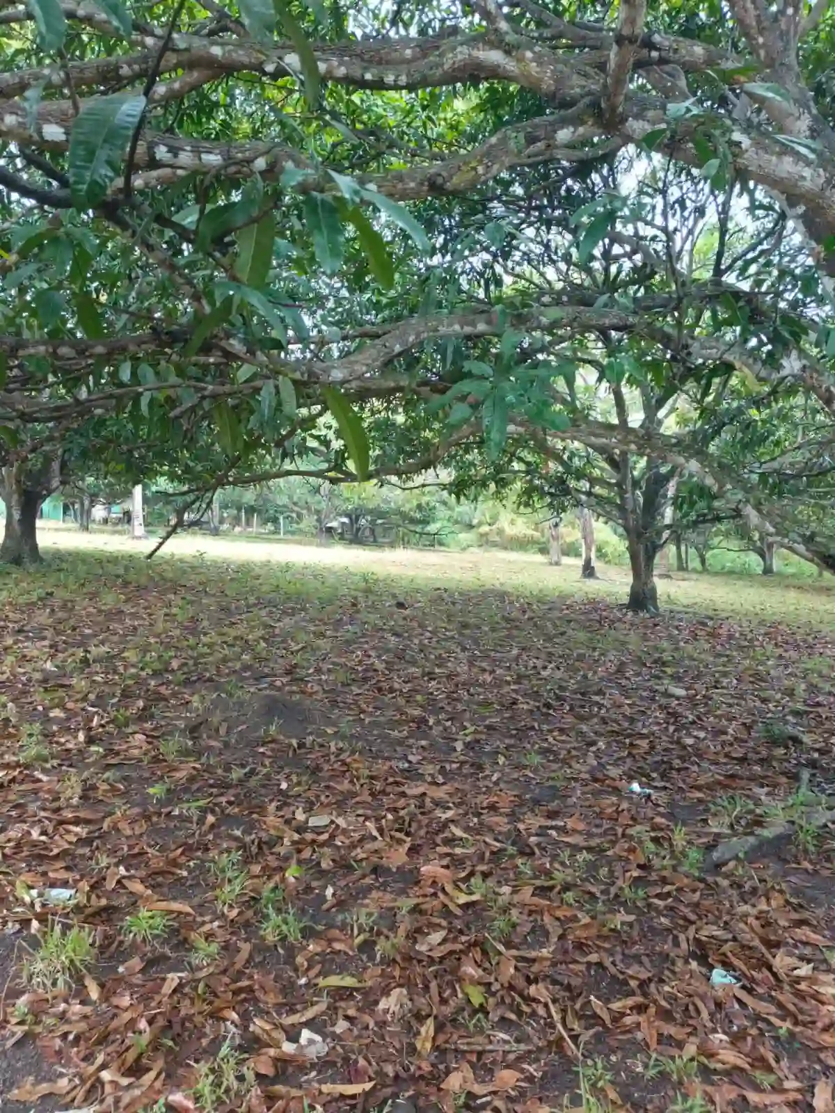 For Sale: Residential Lot in San Jose - 1778sqm — Residential Lot in San Jose, Negros Oriental, 6202 — Photo 3