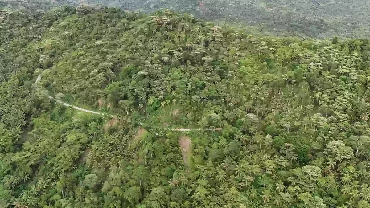 For Sale: Agricultural Lot in Bangayan, Kitcharao — 29997 sqm — Agricultural Lot in Kitcharao, Agusan del Norte, 8609 — Photo 5