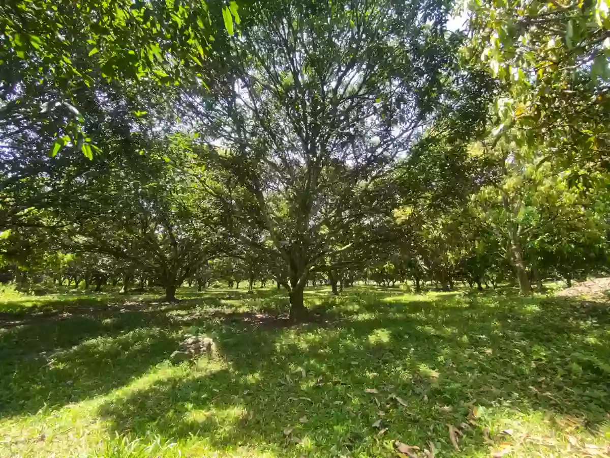For Sale: Agricultural Lot in Carpenter Hill, Koronadal — 28681 sqm — Agricultural Lot in Koronadal, South Cotabato, 9506 — Photo 5