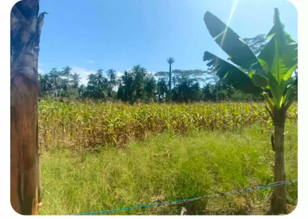 Farm Lot For Sale in Brgy. Cabcabon, Butuan City — Agricultural Lot in Butuan City, Agusan del Norte, 8600 — Photo 2