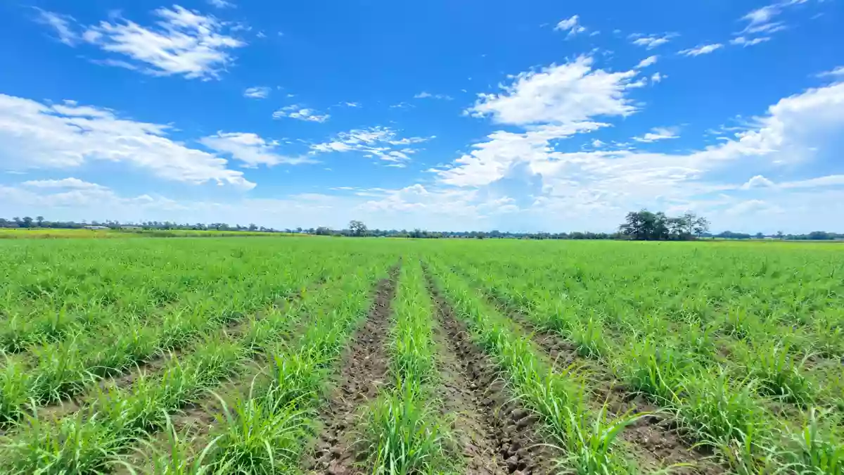 FOR SALE: Agricultural Lot in Eustaquio Lopez, Silay City — 1 Hectare — Agricultural Lot in Silay City, Negros Occidental, 6116 — Photo 2