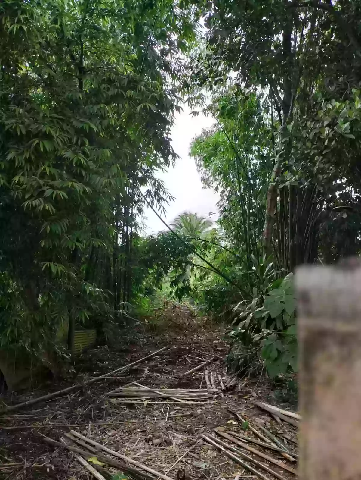 For Sale: 20000 sqm Agricultural Lot in Pagalungan, Polomolok — Agricultural Lot in Polomolok, South Cotabato, 9504 — Photo 5
