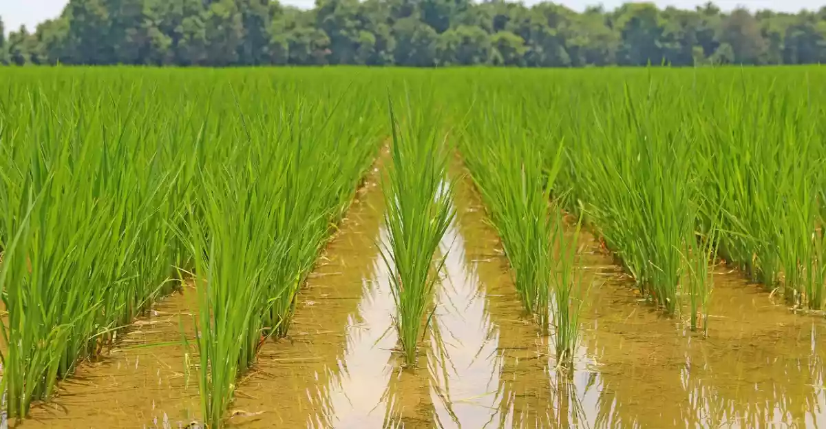 For Sale: 10-hectare Rice Land in Trento, Agusan del Sur — Agricultural Lot in Poblacion, Trento, Agusan del Sur — Photo 2