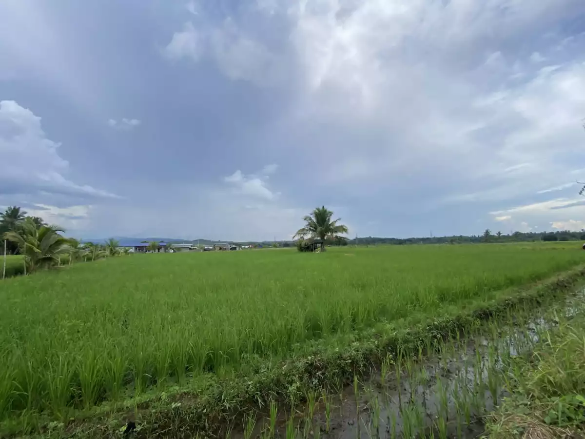 For Sale: Agricultural Lot in Calinan (Pob.), Davao City — 17000 sqm — Agricultural Lot in Calinan (Pob.), Davao City, Davao del Sur — Photo 5