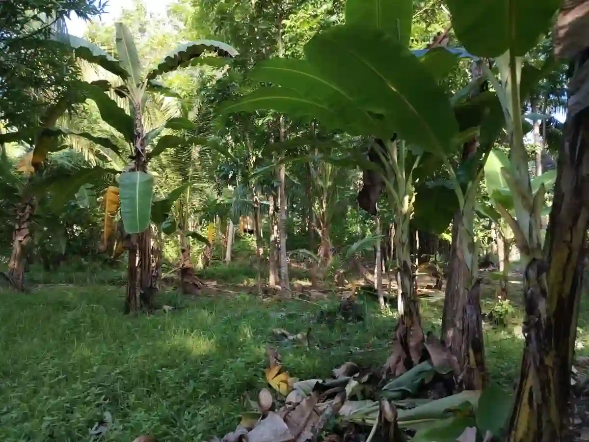 For Sale: 28197 sqm Agricultural Lot in Luzviminda, Puerto Princesa City — Agricultural Lot in Puerto Princesa City, Palawan, 5300 — Photo 5