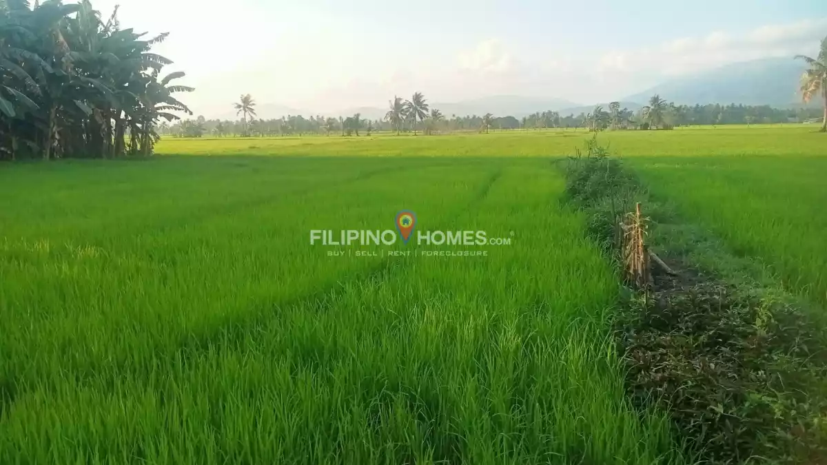 For Sale: Agricultural Lot in Sinawingan, Libungan — 7500 sqm — Agricultural Lot in Libungan, Cotabato, 9411 — Photo 2