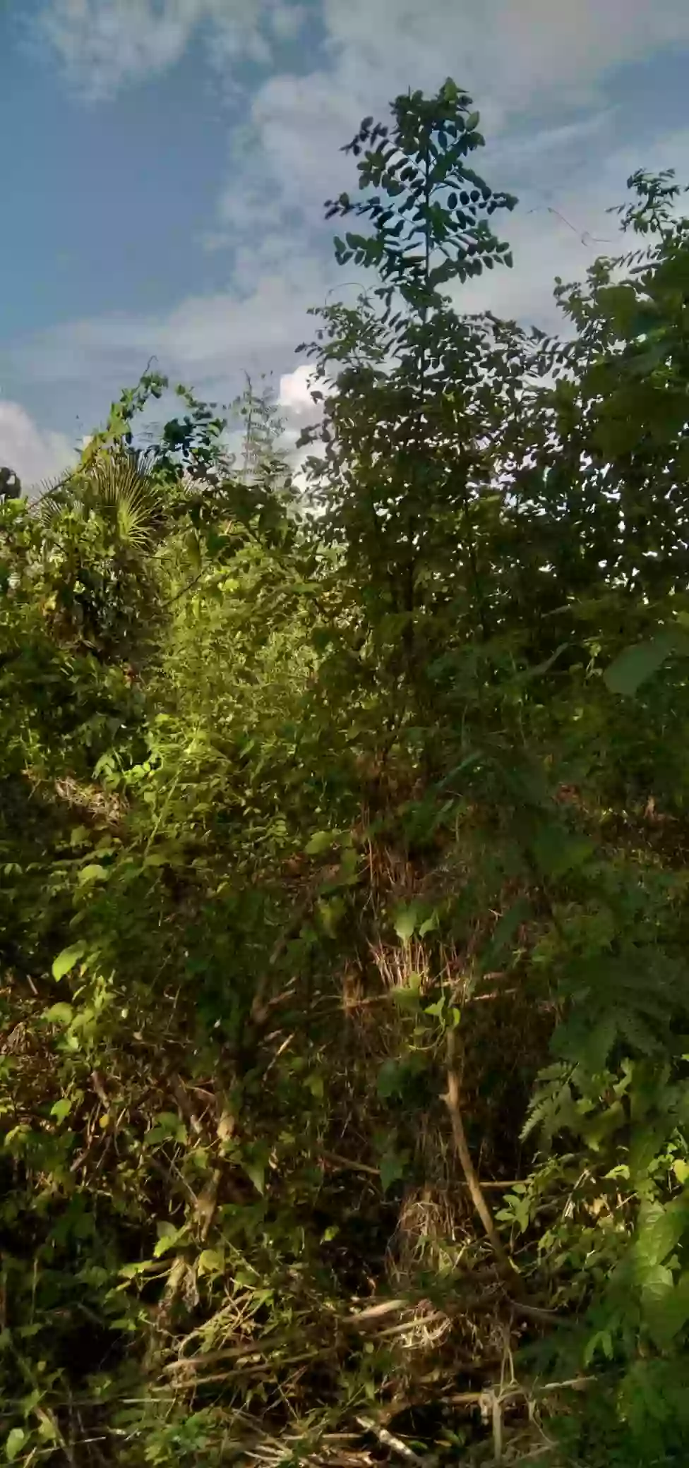 COMMERCIAL / RESIDENTIAL LOT — Commercial Lot in Butuan City, Agusan del Norte, 8600 — Photo 4