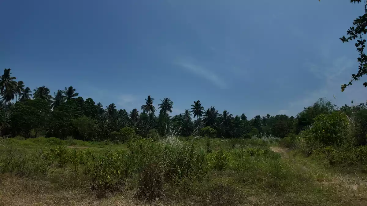 For Sale: Agricultural Lot in Domolok, Alabel — 117,000 sqm — Agricultural Lot in Domolok, Alabel, Sarangani — Photo 5