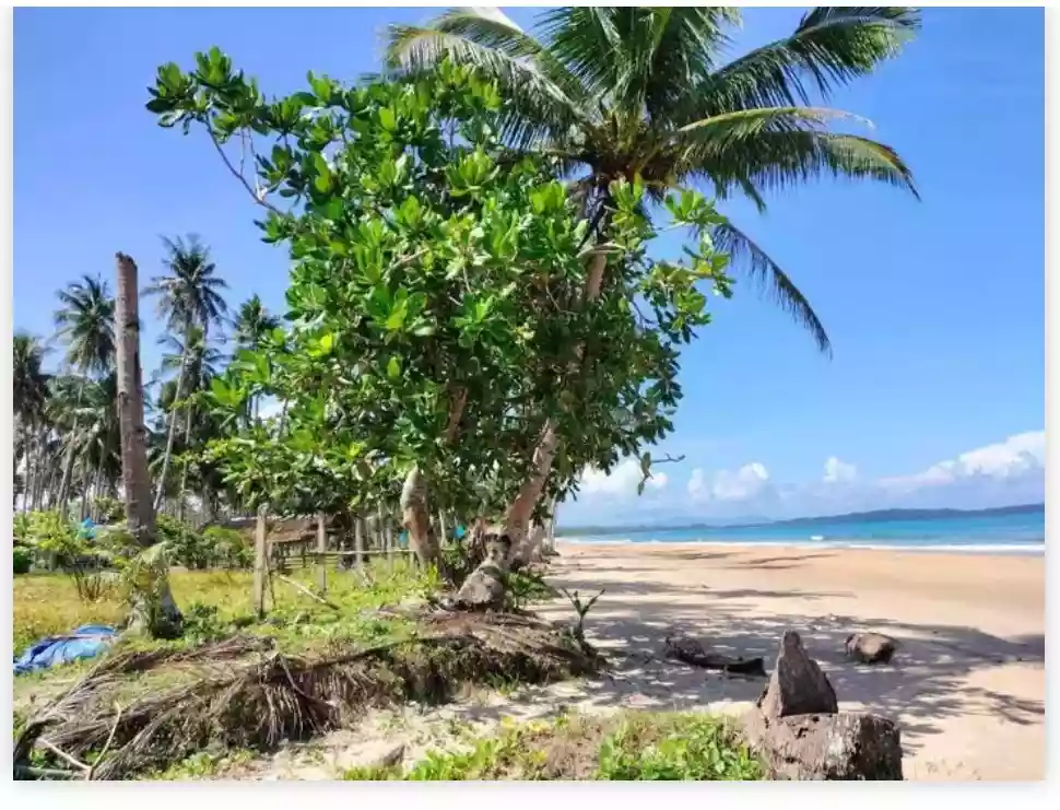 Rush Sale: Beach Lot Near Long Beach, San Vicente — Beachfront — Beach Lot in San Vicente, Palawan, 5309 — Photo 5