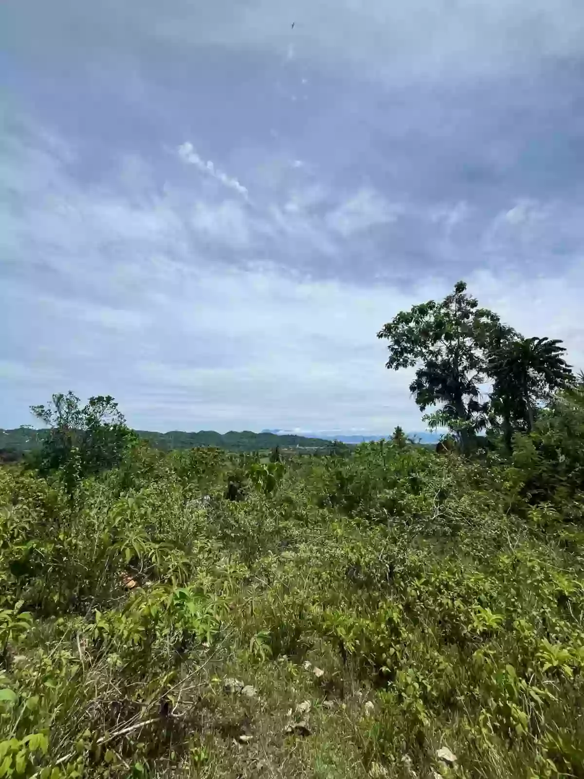 1.9 Hectare Agricultural Lot for Sale in Toledo — Agricultural Lot in Toledo City, Cebu, 6038 — Photo 2