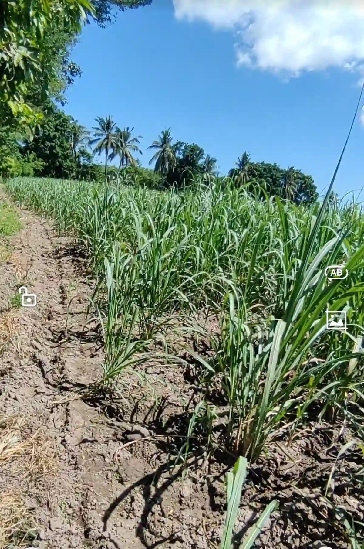 Open photo 11 of 13 — For Sale: Agricultural Lot in Eustaquio Lopez, Silay City — 34240 sqm