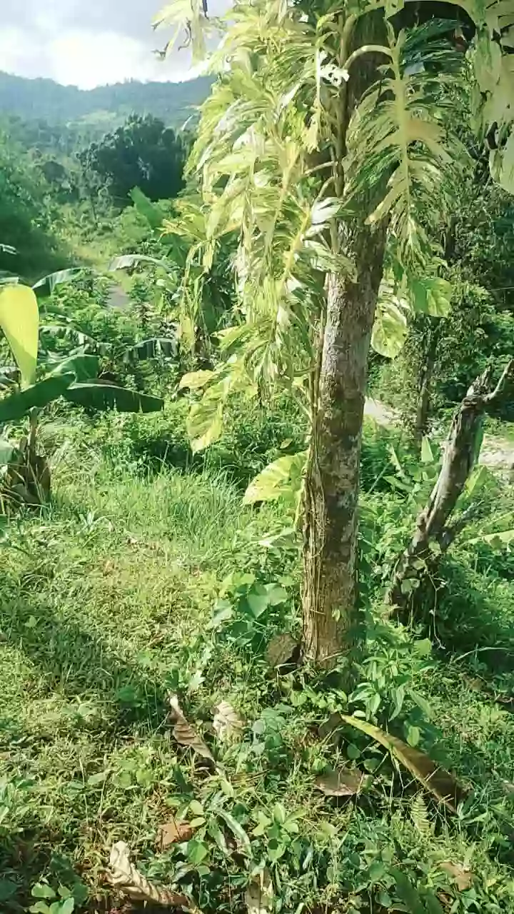For Sale: Agricultural Lot in Bacungan, Puerto Princesa City — 45000 sqm — Agricultural Lot in Bacungan, Puerto Princesa City, Palawan — Photo 7