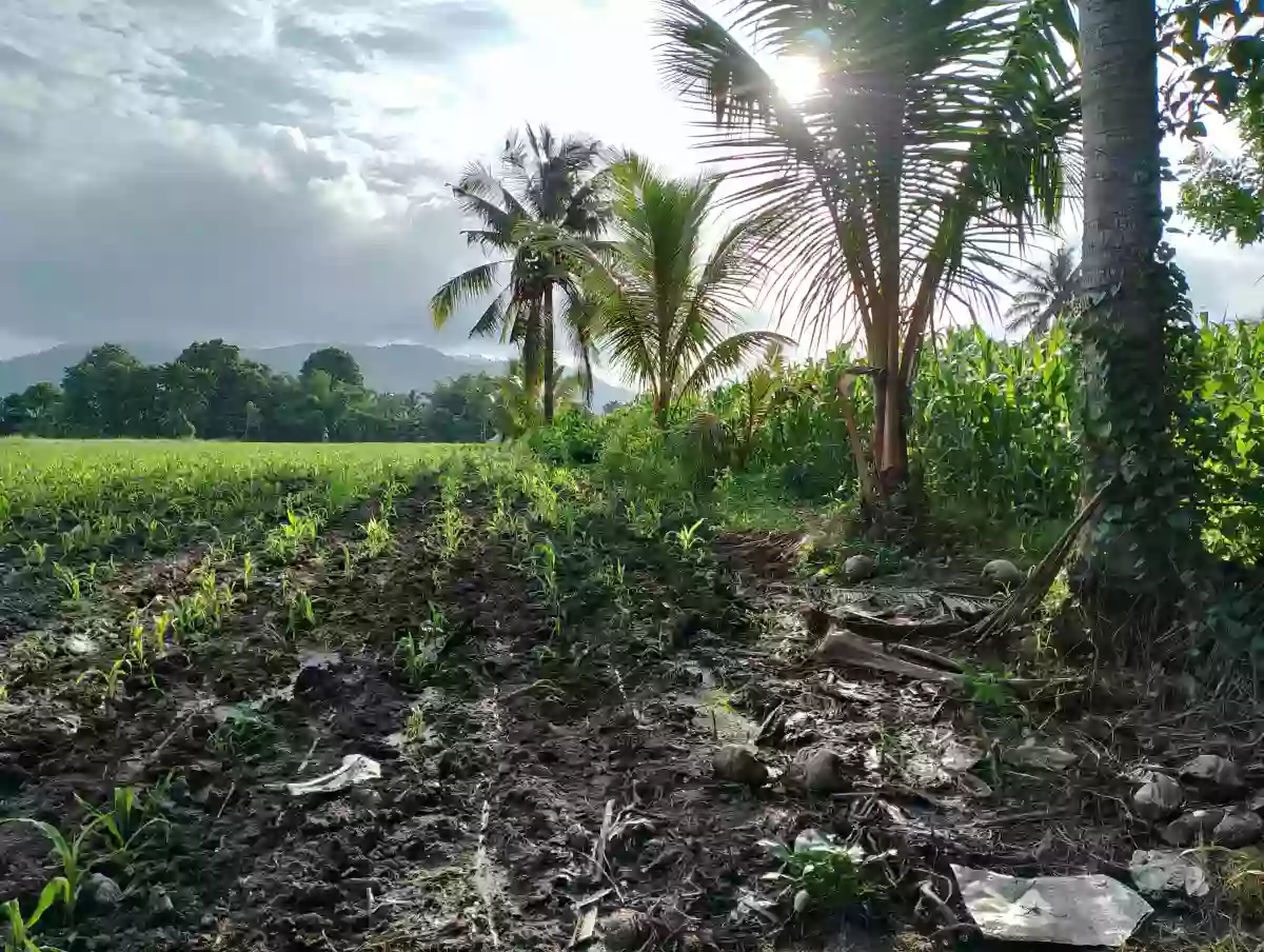 For Sale: 10400 sqm Agricultural Lot in Rubber, Polomolok — Agricultural Lot in Polomolok, South Cotabato, 9504 — Photo 6