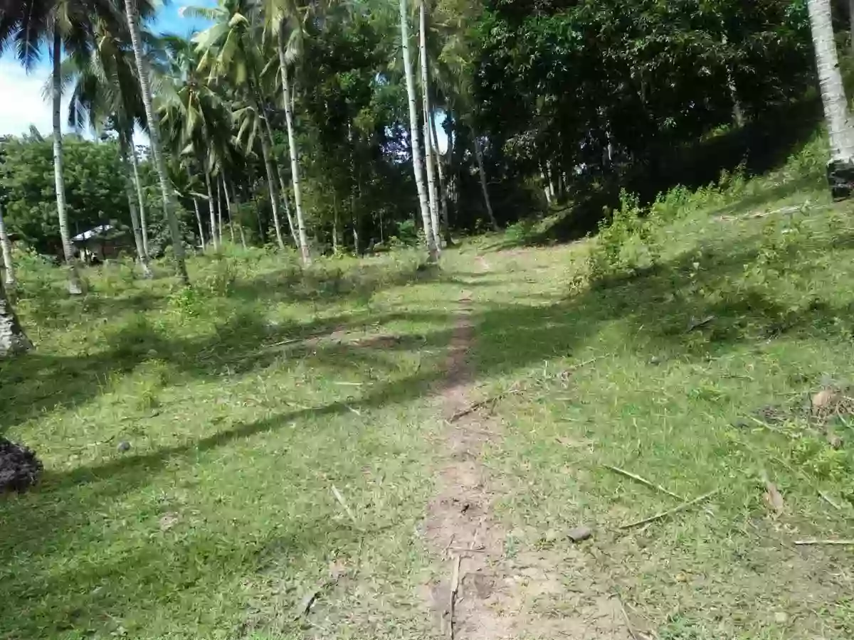 For Sale: Agricultural Lot in Linangkayan, Naawan — 65393 sqm — Agricultural Lot in Naawan, Misamis Oriental, Linangkayan — Photo 5