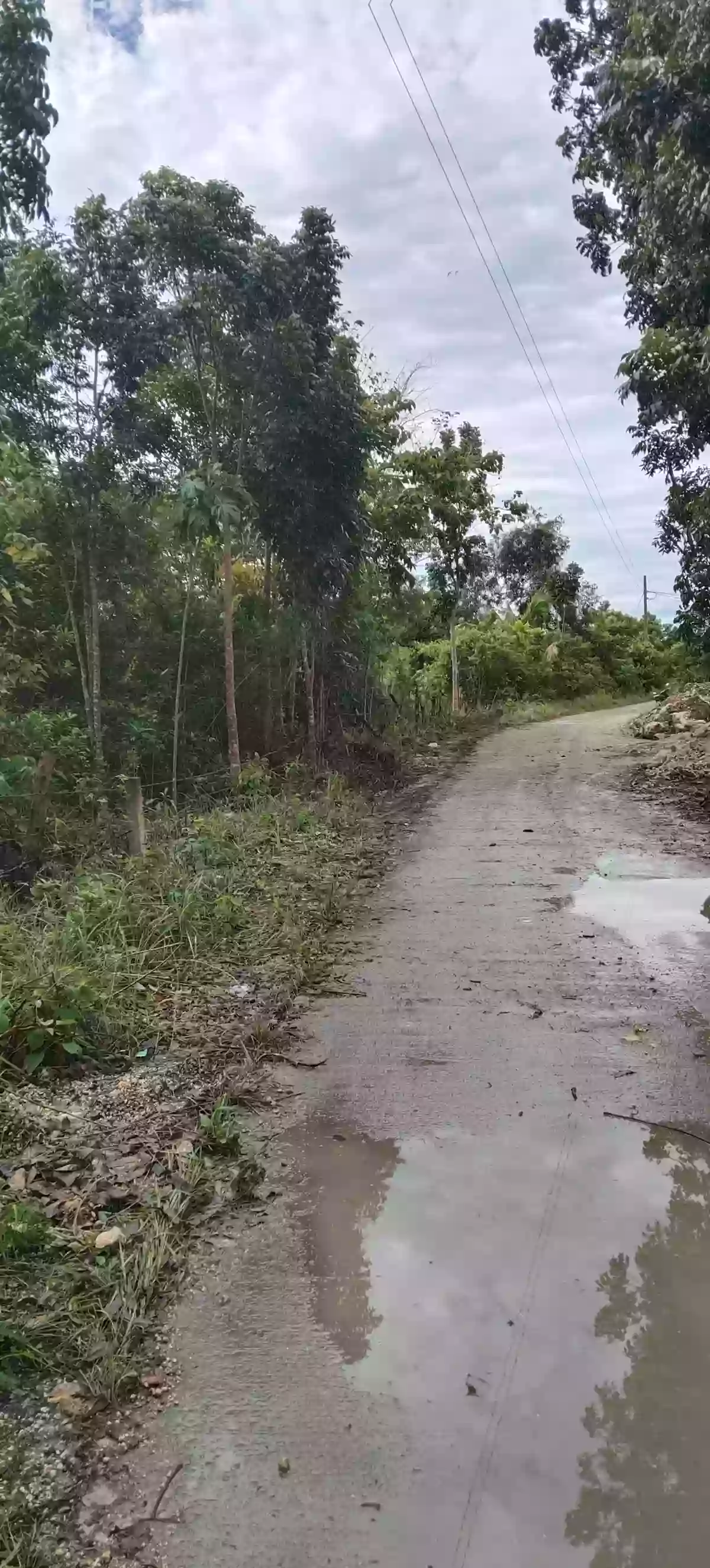 For Sale: Residential Lot in Santa Cruz, Baclayon — 2646 sqm — Residential Lot in Santa Cruz, Baclayon, Bohol — Photo 4