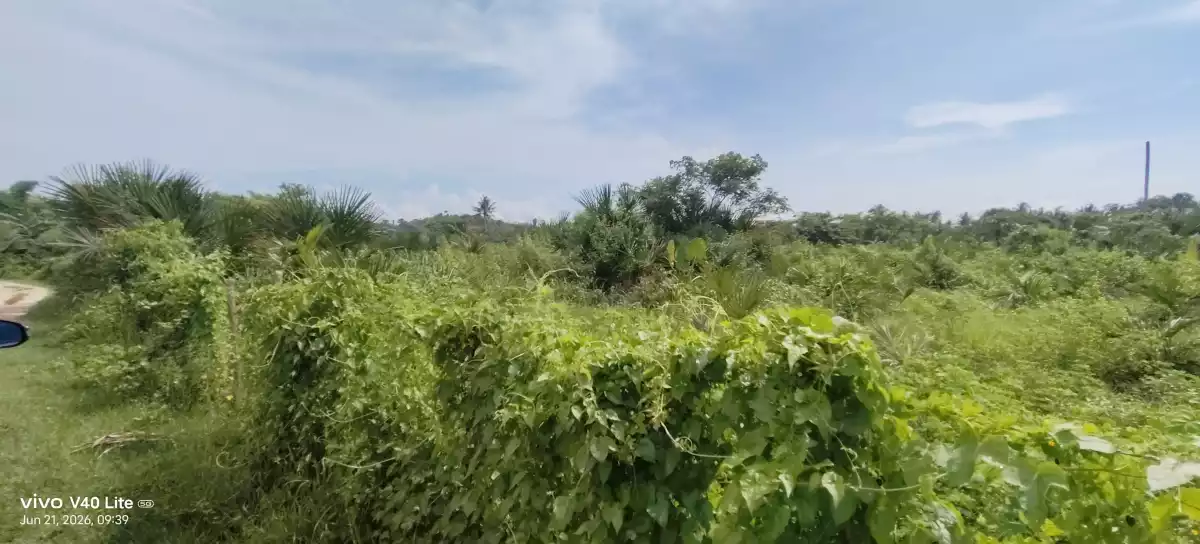 For Sale: Beach Lot Near Salvacion, Roxas — 500 Meters to Beach — Beach Lot in Roxas, Palawan, 5308 — Photo 2