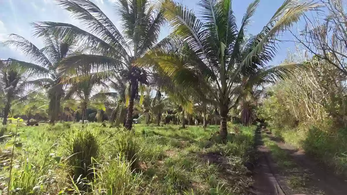 For Sale: Agricultural Lot in Silway 7, Polomolok — 10000 sqm — Agricultural Lot in Polomolok, South Cotabato, 9504 — Photo 2
