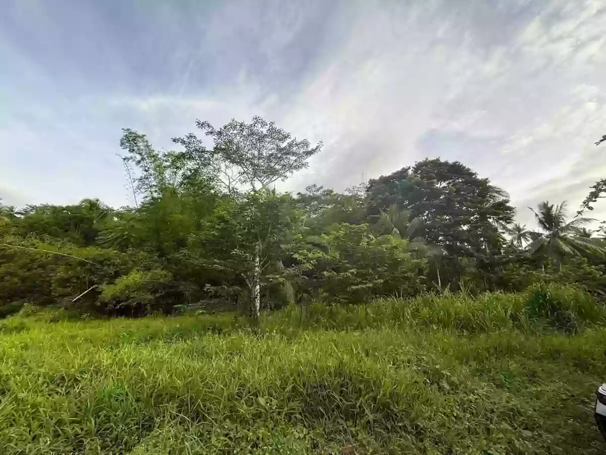 For Sale: Agricultural Lot in Poctoy, Surigao City — 15058 sqm — Agricultural Lot in Surigao City, Surigao del Norte, 8400 — Photo 3