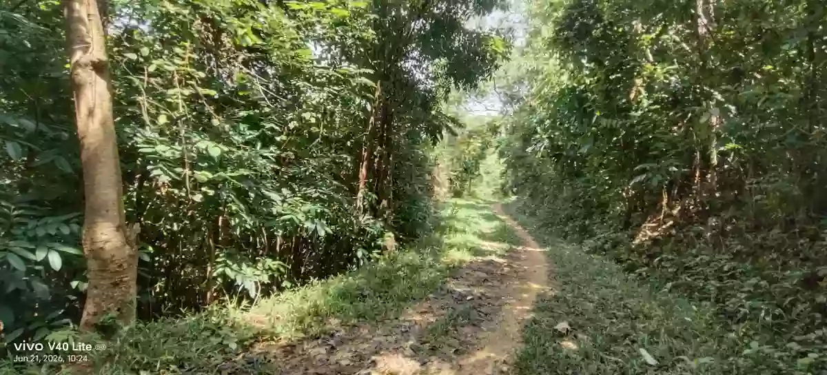 Open photo 13 of 13 — Rush Sale: 17 Hectares Agricultural Lot in New Cuyo, Roxas, Palawan