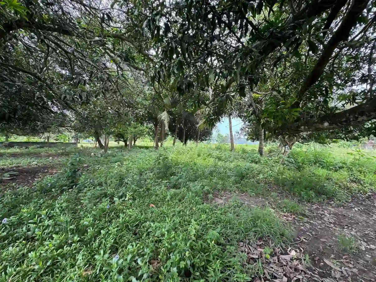 NEW LISTING | RESIDENTIAL LOT 📍Brgy. Ligaya, Gensan