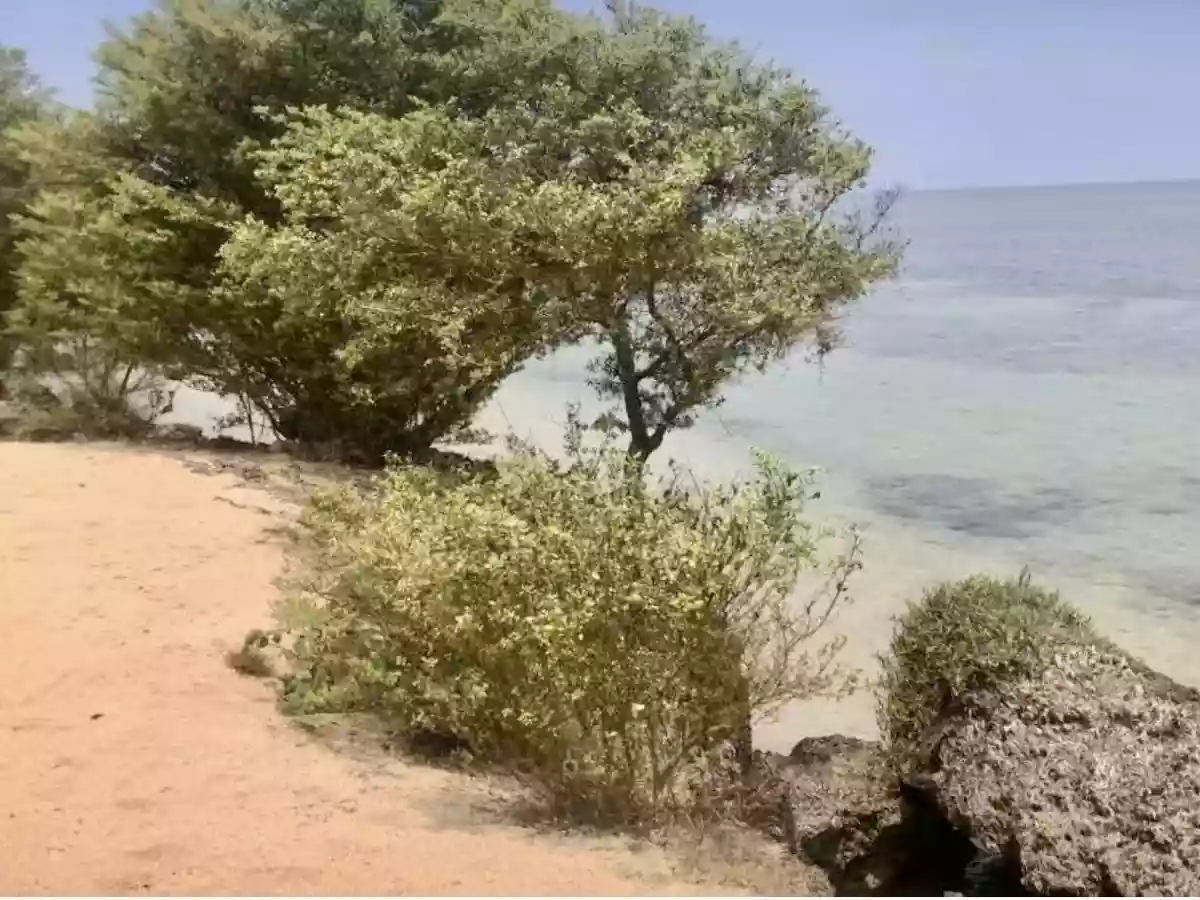 For Sale: Beach Lot in Tubajon, Laguindingan — 28000 sqm — Beach Lot in Laguidingan, Misamis Oriental, 9019 — Photo 3