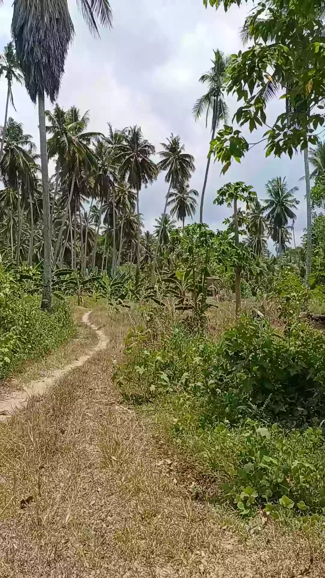 For Sale: Agricultural Lot in Tuatua, Matiao, Mati City — 60,316 sqm — Agricultural Lot in Matiao, Mati, Davao Oriental — Photo 2