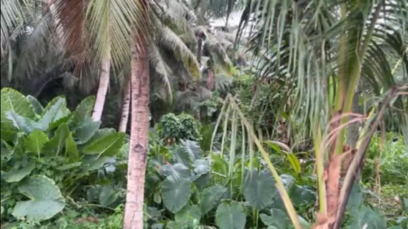 LOT FOR SALE - photo 4