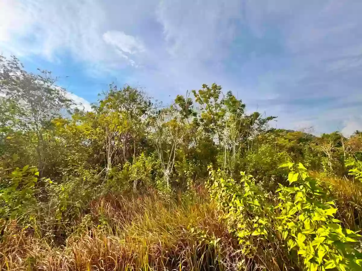 Rush Sale: ALCANTARA LOT - ALONG THE MAIN ROAD — Residential Lot in Alcantara, Cebu, 6033 — Photo 5
