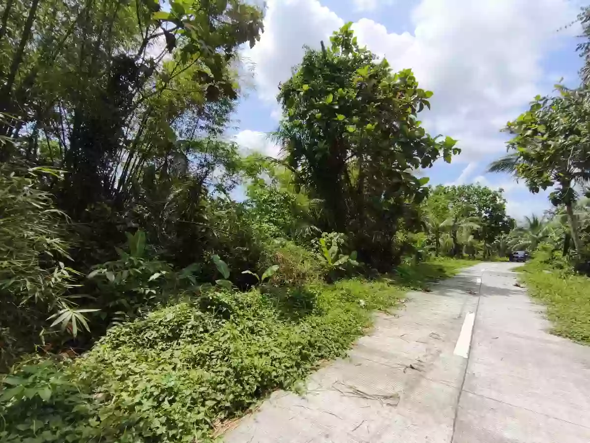 2000 sqm Agricultural Lot for Sale in Cancaraja, Pastrana — Farming Use — Agricultural Lot in Pastrana, Leyte, 6514 — Photo 5