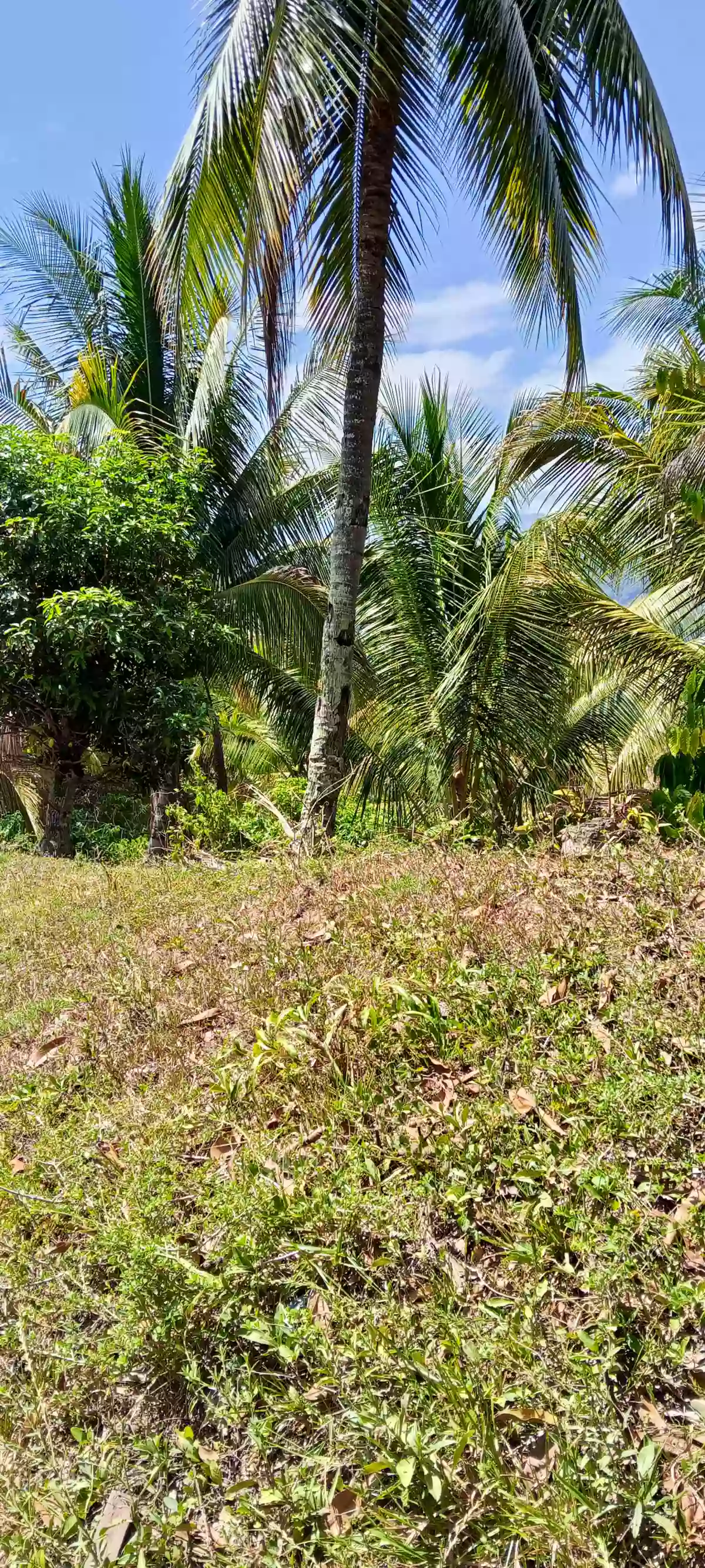 Farm lot for sale — Agricultural Lot in Alabel, Pag-Asa, Alabel — Photo 2