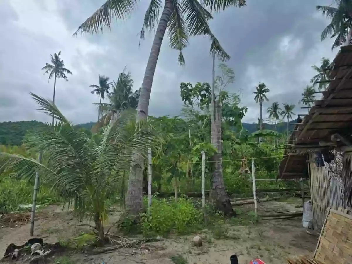 For Sale: Beach Lot in Tinitian, Roxas — Investment Lot — Beach Lot in Roxas, Palawan, 5308 — Photo 5