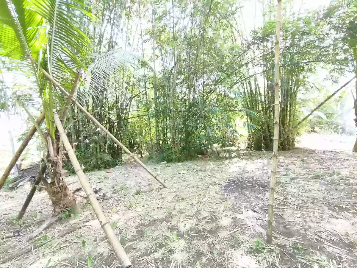 Calsadahay Agricultural Lot for Sale in Tanauan — With Bungalow House — Agricultural Lot in Tanauan, Leyte, 6502 — Photo 4