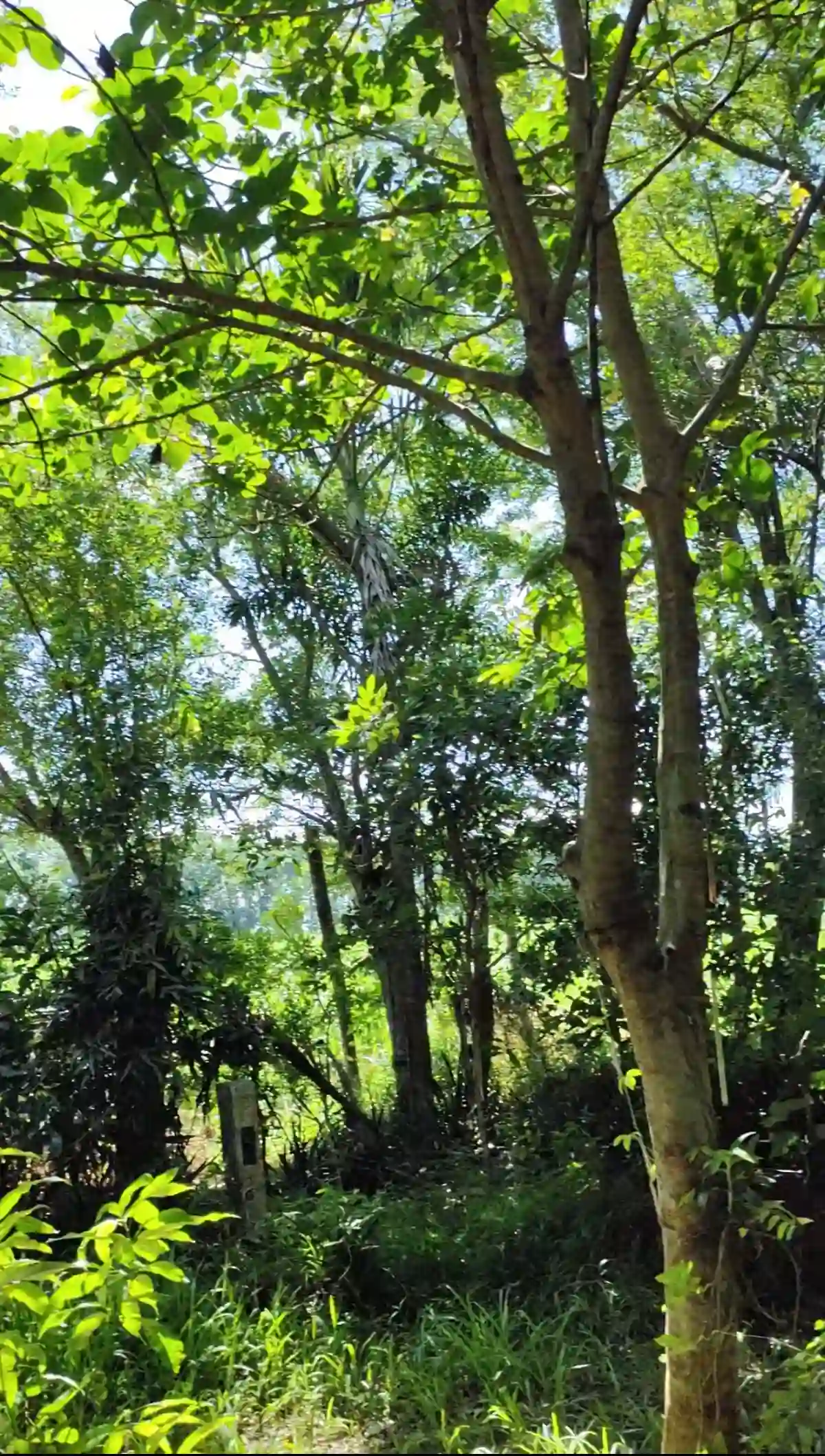 For Sale: Agricultural Lot in Eustaquio Lopez, Silay City — 34240 sqm — Agricultural Lot in Eustaquio Lopez, Silay City, Negros Occidental — Photo 6