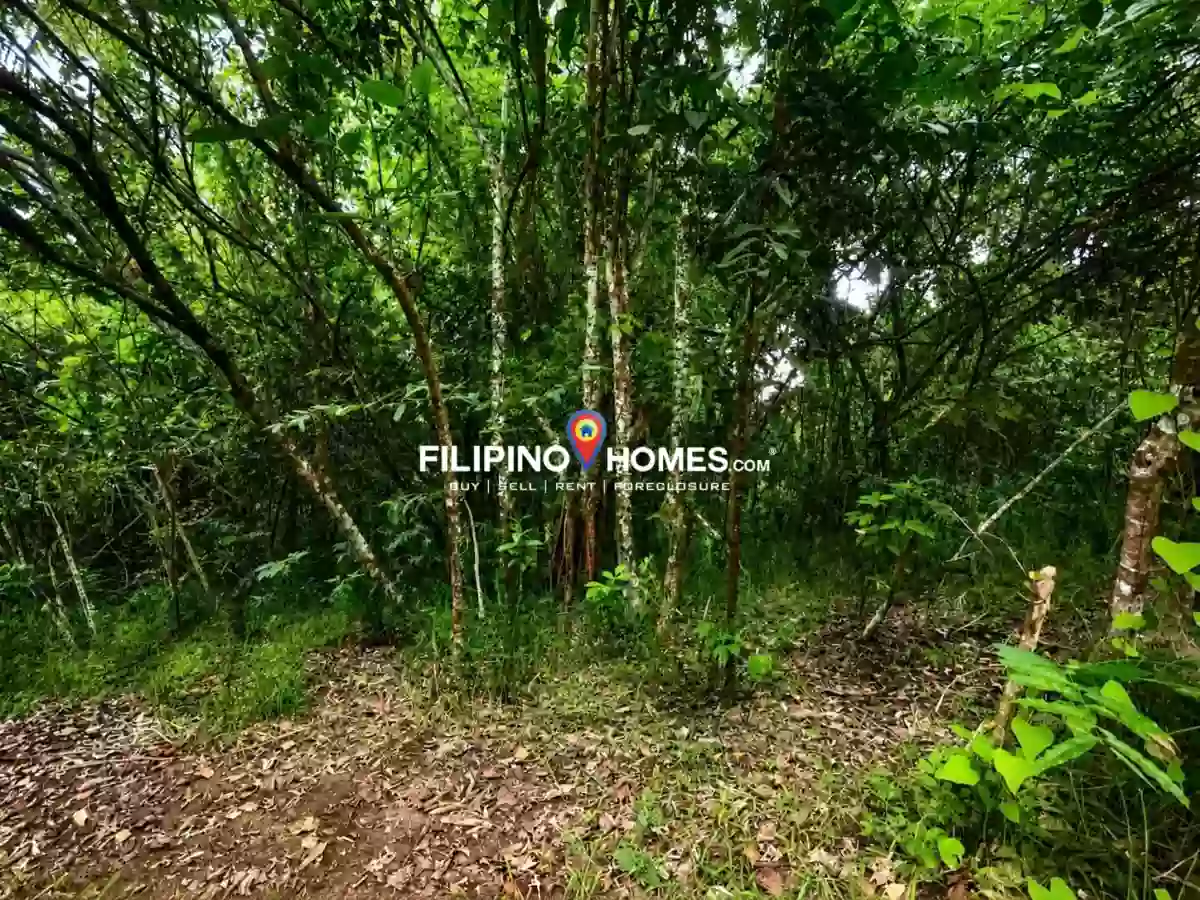 For Sale: Agricultural Lot in Kimarayang, Pigkawayan — 13112 sqm — Agricultural Lot in Kimarayang, Pigkawayan, Cotabato — Photo 3