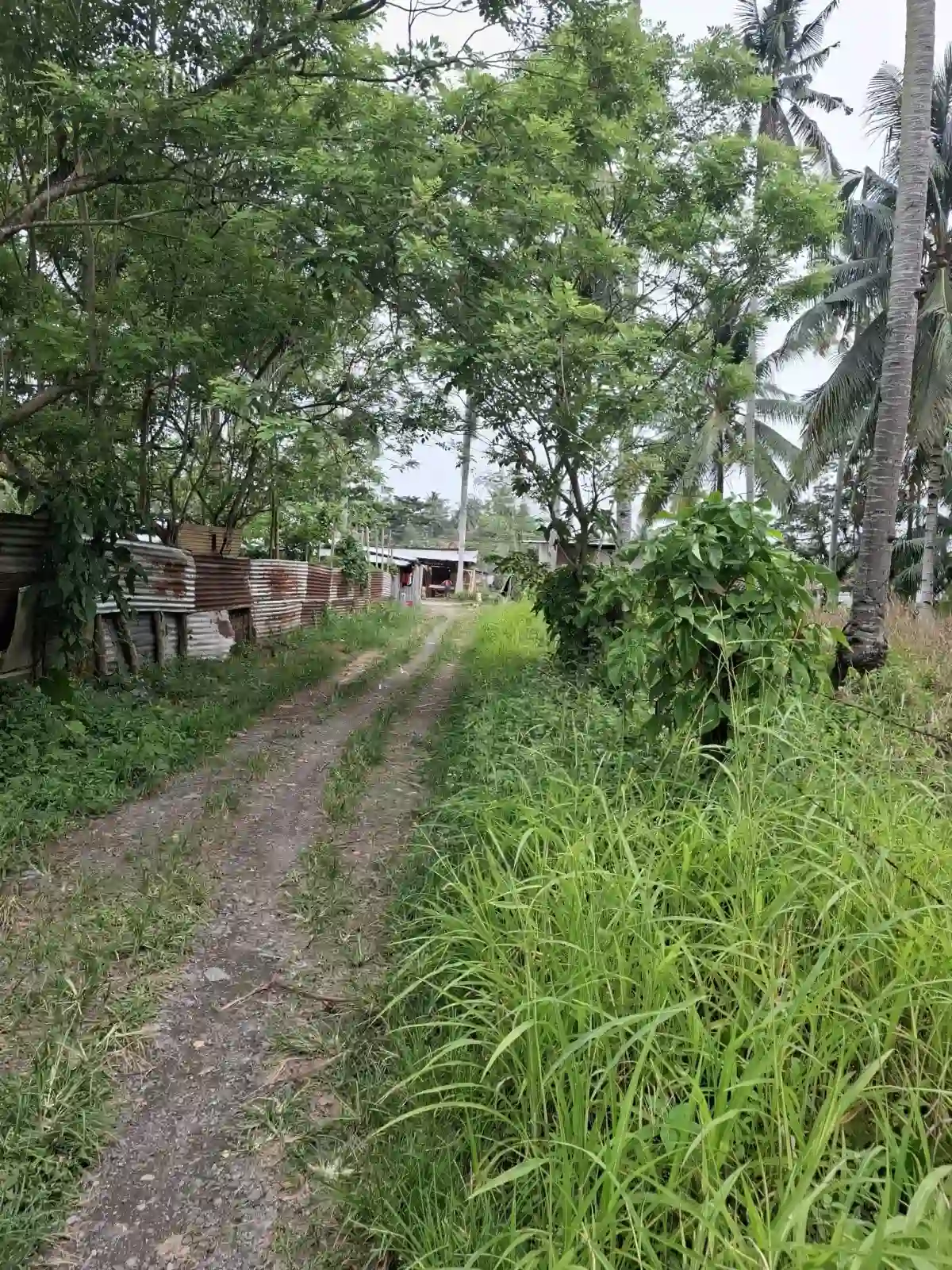π‘ LOT FOR SALE β SAN MIGUEL, TAGUM CITY β Agricultural Lot in Tagum City, Davao del Norte, 8100 β Photo 4