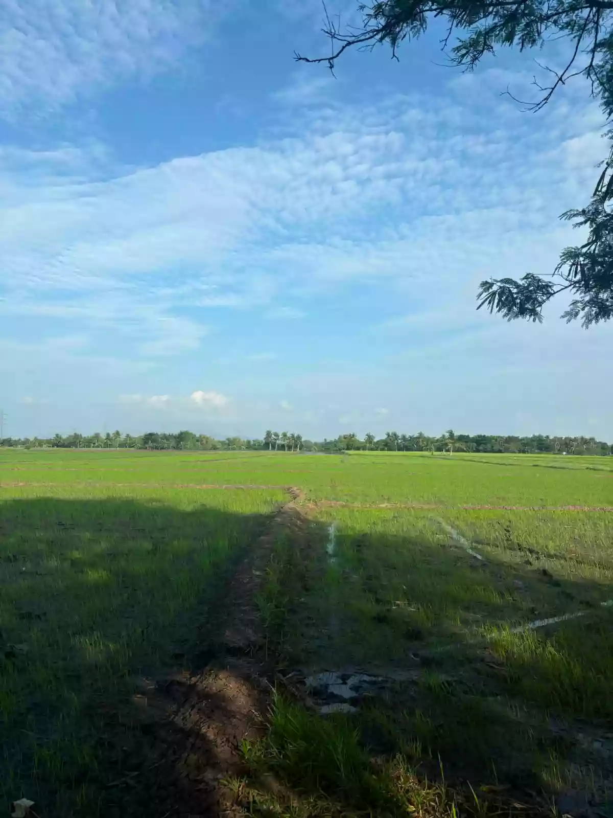 For Sale: Agricultural Lot in Binobong, Pili — 11622 sqm — Agricultural Lot in Pili, Camarines Sur, 4418 — Photo 3