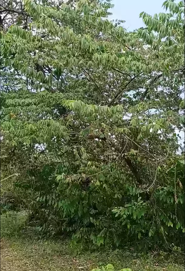 For Sale: Agricultural Lot in Pamuanon, Matiao, Mati City — 89,678 sqm — Agricultural Lot in Matiao, Mati, Davao Oriental — Photo 2