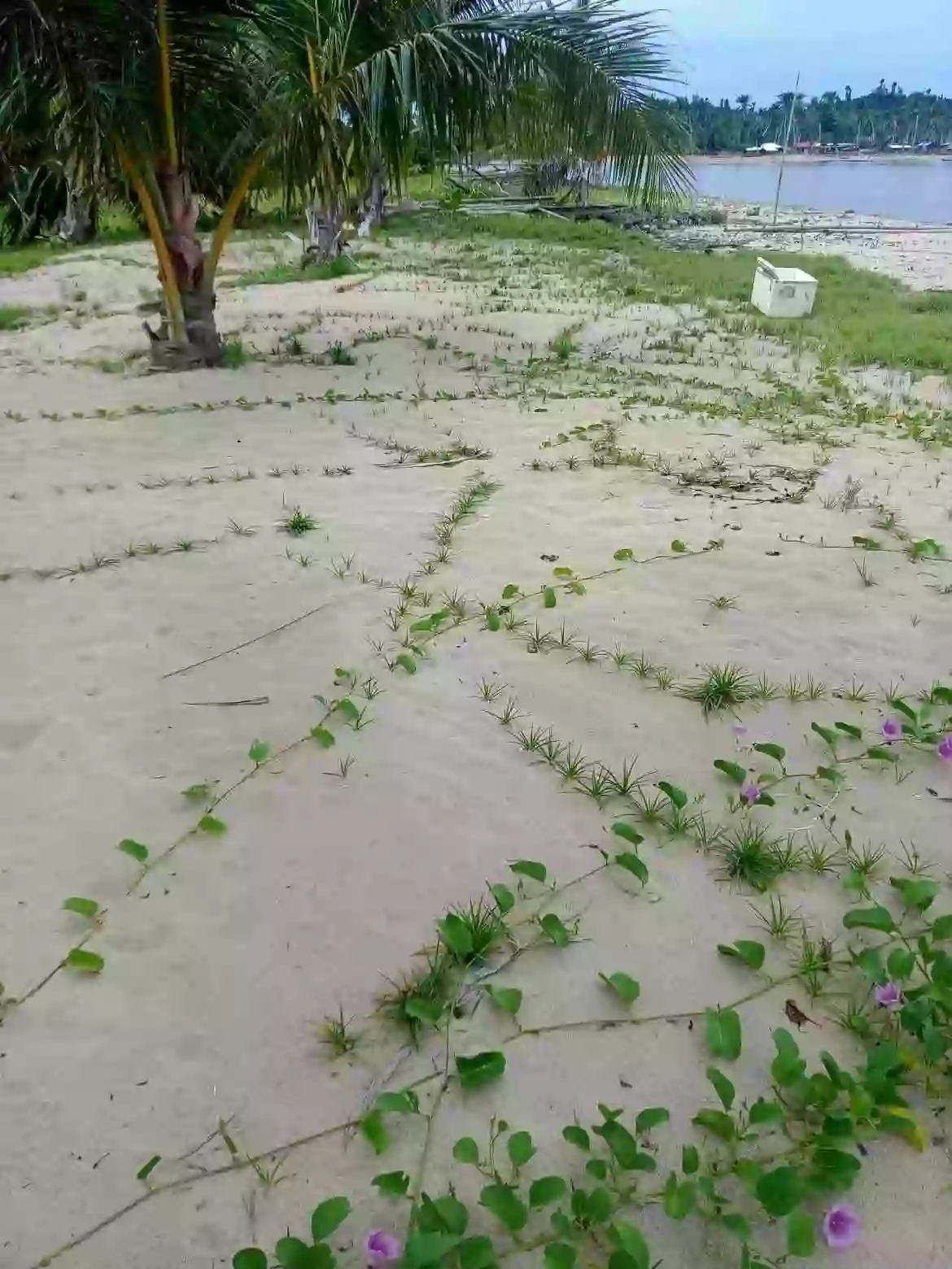 For Sale: Beach Lot in Salvacion, Roxas — 10,000 sqm — Beach Lot in Roxas, Palawan, 5308 — Photo 3