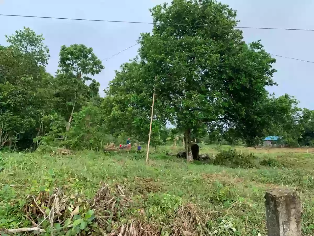 1631 sqm Residential Lot for Sale in Piña, Buenavista — Residential Lot in Piña, Buenavista, Guimaras — Photo 3
