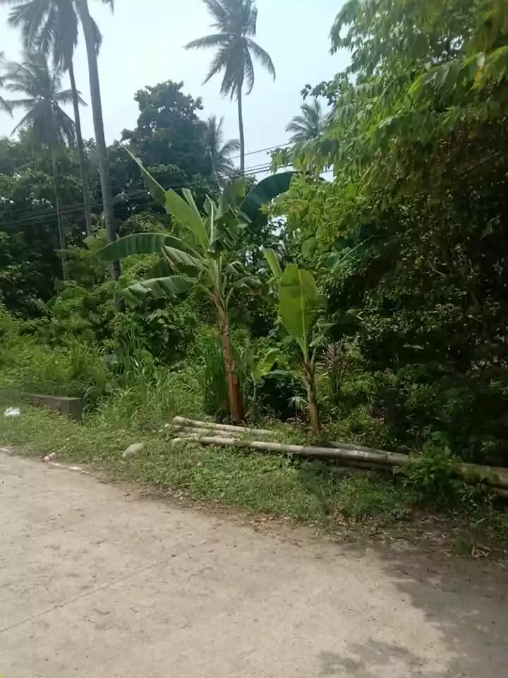 For Sale: Agricultural Lot in Tubtub, Brooke’s Point —  6,743 sqm — Agricultural Lot in Brooke’s Point, Palawan, 5305 — Photo 6